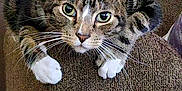 Dev is registered to the contest to win money with this photo: animal, armrest, brown, cat, closeup, couch, curious, ears, eyes, feline, furniture, home, indoor, mammal, pet, relaxed, tabby, texture, whiskers, white_paws