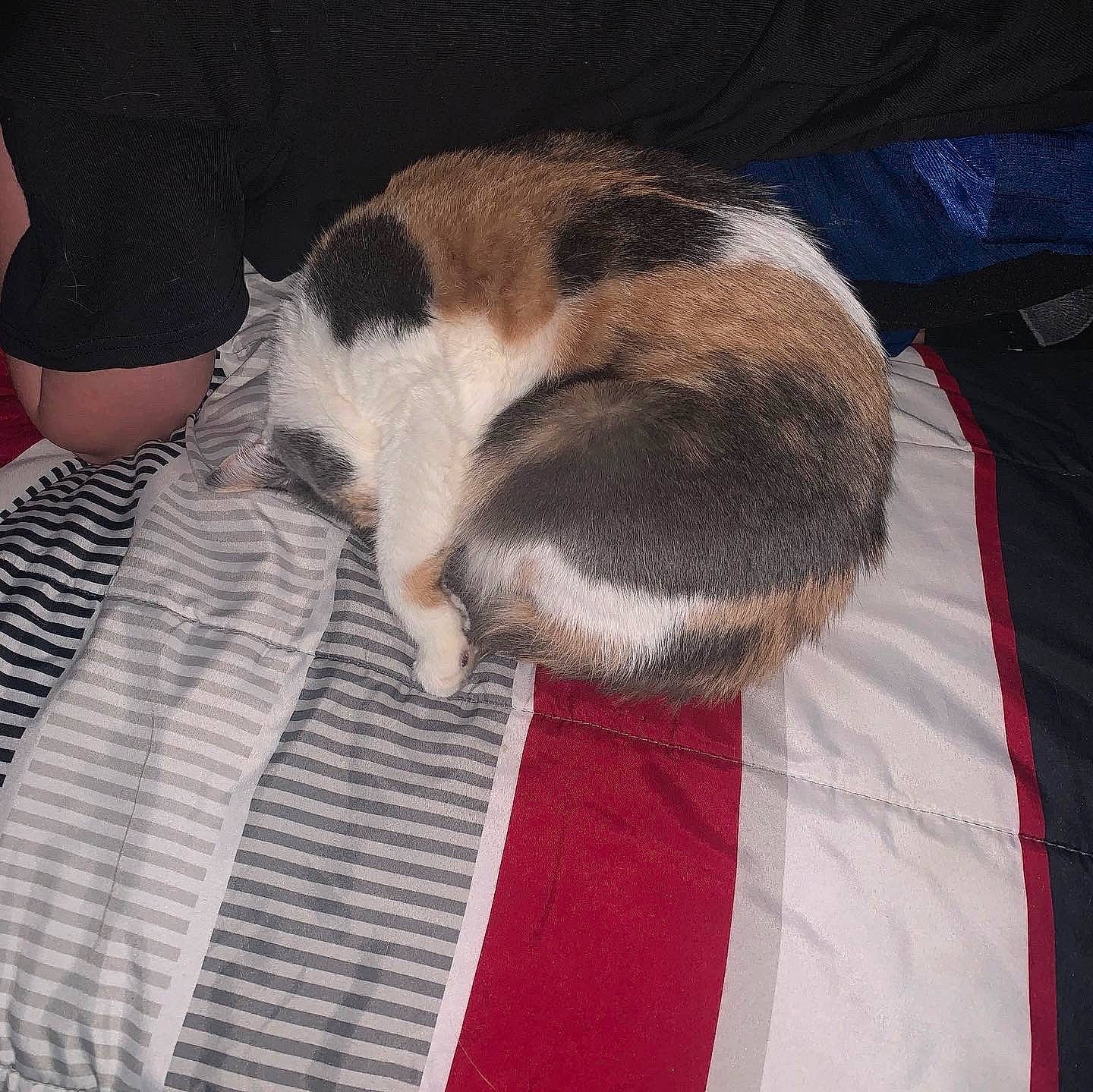 Krystal joined the competition — help win amazing prizes! canidae, carnivore, cat, comfort, companion_dog, dog_breed, domestic_short_haired_cat, fawn, felidae, fur, linens, nap, paw, small_to_medium_sized_cats, snout, sporting_group, tail, textile, whiskers, wood