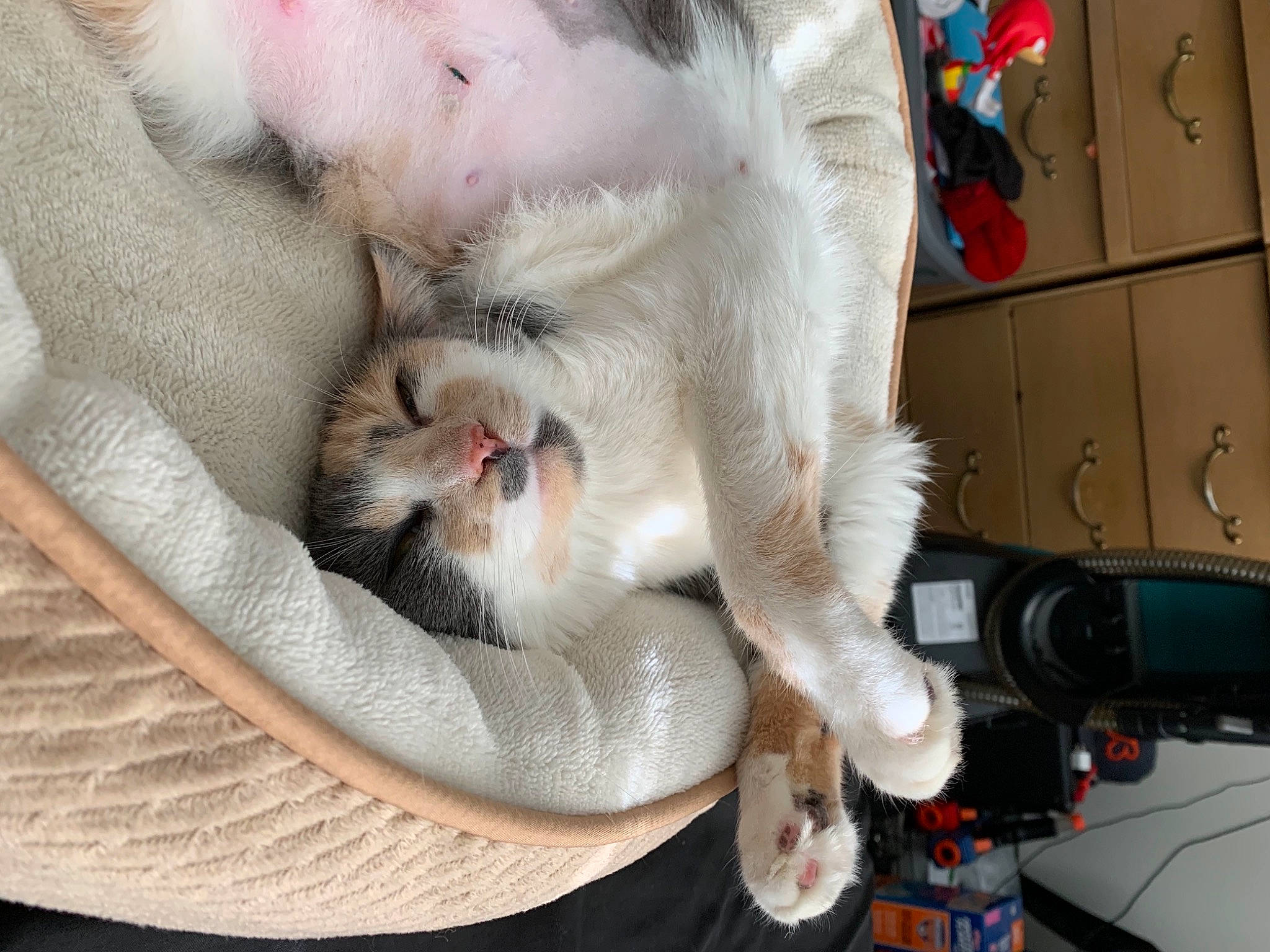 Krystal is registered to the contest to win money with this photo: auto_part, cabinetry, carnivore, cat, chest_of_drawers, claw, collar, comfort, domestic_short_haired_cat, drawer, fang, fawn, felidae, fur, paw, small_to_medium_sized_cats, snout, tail, whiskers, white