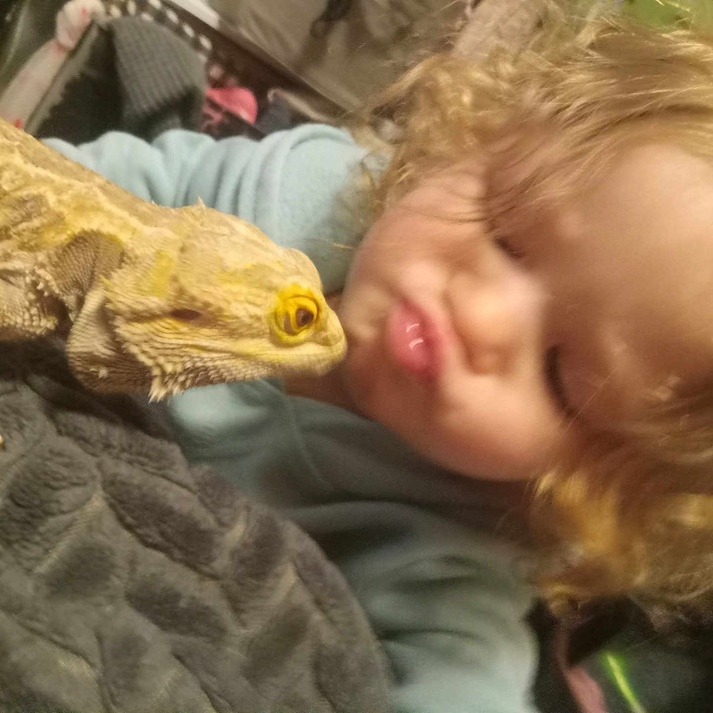 Azalea joined the competition — help win amazing prizes! animal, baby, bodypart, electronics, face, finger, gecko, hand, hardware, head, iguana, lizard, mouth, person, photography, portrait, reptile