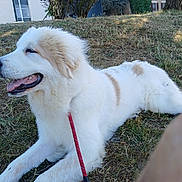 Iako participe au concours pour gagner de l'argent avec cette photo : animal, building, canine, dog, fur, grass, happy, leash, muzzle, nature, outdoor, panting, pet, resting, side_view, summer, sunlight, tongue, tree, white_dog