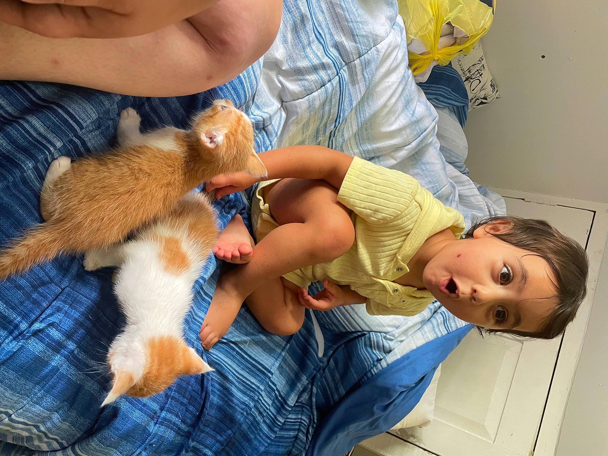 Rosa is registered to the contest to win money with this photo: arm, child, comfort, companion_dog, fawn, finger, fox_squirrel, fur, hand, happy, nail, pattern, person, plaid, rodent, squirrel, surprise, tartan, terrestrial_animal, toddler