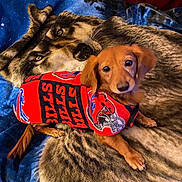 Daisy is registered to the contest to win money with this photo: dog, small_dog, red_jacket, buffalo_bills, fleece, blanket, wolf_pattern, indoor, pet, cute, lying_down, looking_up, fur, ears, tail, paws, cozy, animal, companion, warm