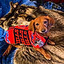 dog, small_dog, red_jacket, buffalo_bills, fleece, blanket, wolf_pattern, indoor, pet, cute, lying_down, looking_up, fur, ears, tail, paws, cozy, animal, companion, warm