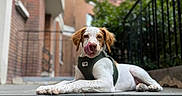 Malte participe au concours pour gagner de l'argent avec cette photo : dog, canine, pet, urban, step, outdoor, brick_building, greenery, harness, tongue_out, playful, relaxed, sidewalk, railing, daylight, young_dog, white_dog, brown_ears, building, street