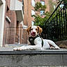 brick_building, brown_ears, building, canine, daylight, dog, greenery, harness, outdoor, pet, playful, railing, relaxed, sidewalk, step, street, tongue_out, urban, white_dog, young_dog