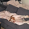 Malte a rejoint le concours — aidez-le/la à gagner de superbes lots ! dog, couch, blanket, pillow, resting, relaxed, indoor, pet, fur, long_legs, stretching, cozy, comfortable, home, living_room, brown_and_white, toy, sleepy, domestic_animal, canine