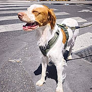 Malte participe au concours pour gagner de l'argent avec cette photo : dog, sidewalk, crosswalk, street, urban, sunlight, happy, leash, harness, building, cafeteria, yellow_chairs, pavement, outdoor, pet, canine, daylight, smiling, street_furniture, plants