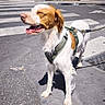 building, cafeteria, canine, crosswalk, daylight, dog, happy, harness, leash, outdoor, pavement, pet, plants, sidewalk, smiling, street, street_furniture, sunlight, urban, yellow_chairs