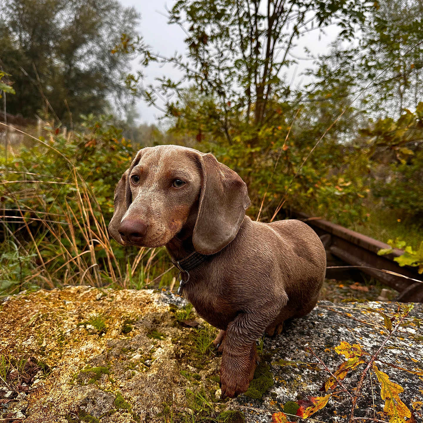 Tommy participe au concours pour gagner de l'argent avec cette photo : animal, beagle, canine, dog, grass, gravel, hound, labradorretriever, land, leaf, moss, outdoors, pet, plant, pointer, puppy, road, tree, treetrunk, vegetation