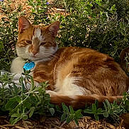 Piper is registered to the contest to win money with this photo: cat, orange_cat, white_cat, pet, outdoor, plants, greenery, foliage, mulch, sunlight, relaxed, animal, collar, tag, resting, nature, fur, whiskers, cute, sleepy