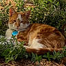 cat, orange_cat, white_cat, pet, outdoor, plants, greenery, foliage, mulch, sunlight, relaxed, animal, collar, tag, resting, nature, fur, whiskers, cute, sleepy