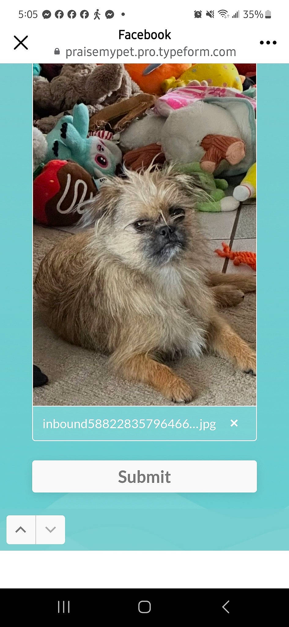 Babybear joined the competition — help win amazing prizes! advertising, canidae, carnivore, companion_dog, dog, dog_breed, event, fawn, font, fur, liver, photo_caption, screenshot, shih_tzu, snout, sporting_group, terrestrial_animal, toy_dog, wildlife, working_animal