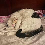 Rocket is registered to the contest to win money with this photo: cat, sleeping, curled_up, teddy_bear, bedroom, blanket, white_fur, black_fur, paw, cute, cozy, indoor, pet, fur, resting, animal, nap, soft, cute_animal, companion