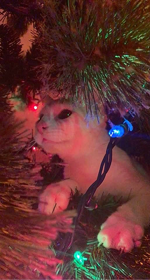 Cannoli is registered to the contest to win money with this photo: branch, christmas, christmas_decoration, christmas_eve, christmas_ornament, christmas_tree, conifer, electric_blue, event, evergreen, feather, fun, hairstyle, holiday, holiday_ornament, organism, ornament, purple, winter, woody_plant