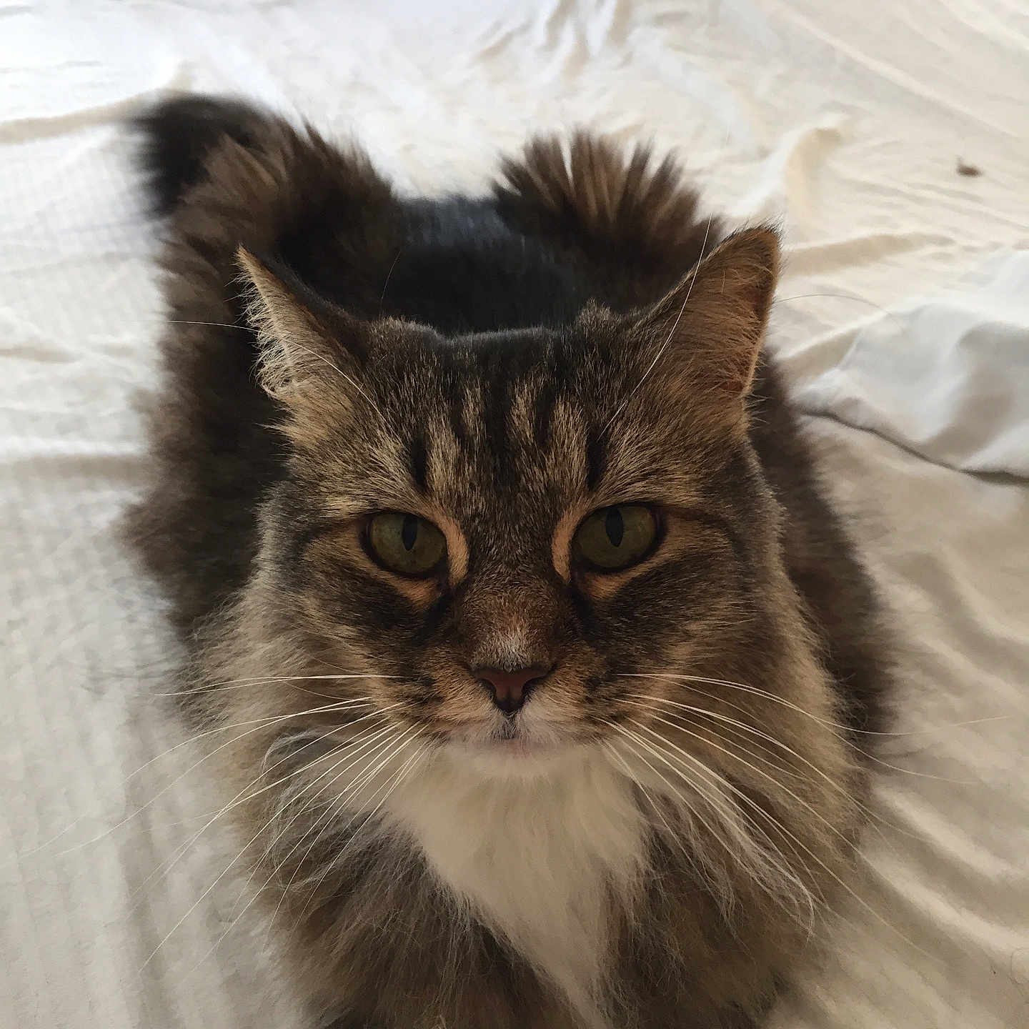 Bo