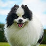 animal, black_and_white, clouds, cute, daytime, dog, fluffy, friendly, fur, grass, happy, nature, outdoor, pet, pomeranian, portrait, sky, small_dog, smiling, standing