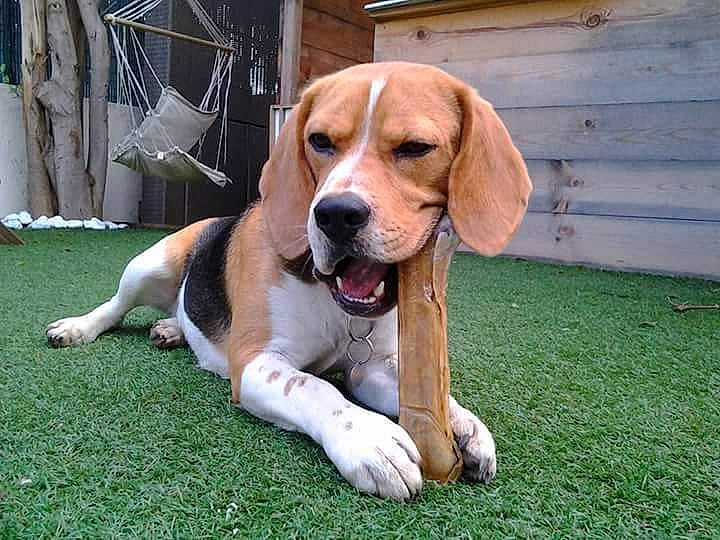 Icare participe au concours pour gagner de l'argent avec cette photo : ball, beagle, beagle_harrier, canidae, carnivore, chair, companion_dog, dog, dog_breed, dog_supply, fawn, finnish_hound, grass, hound, liver, plant, scent_hound, snout, sporting_group, working_animal