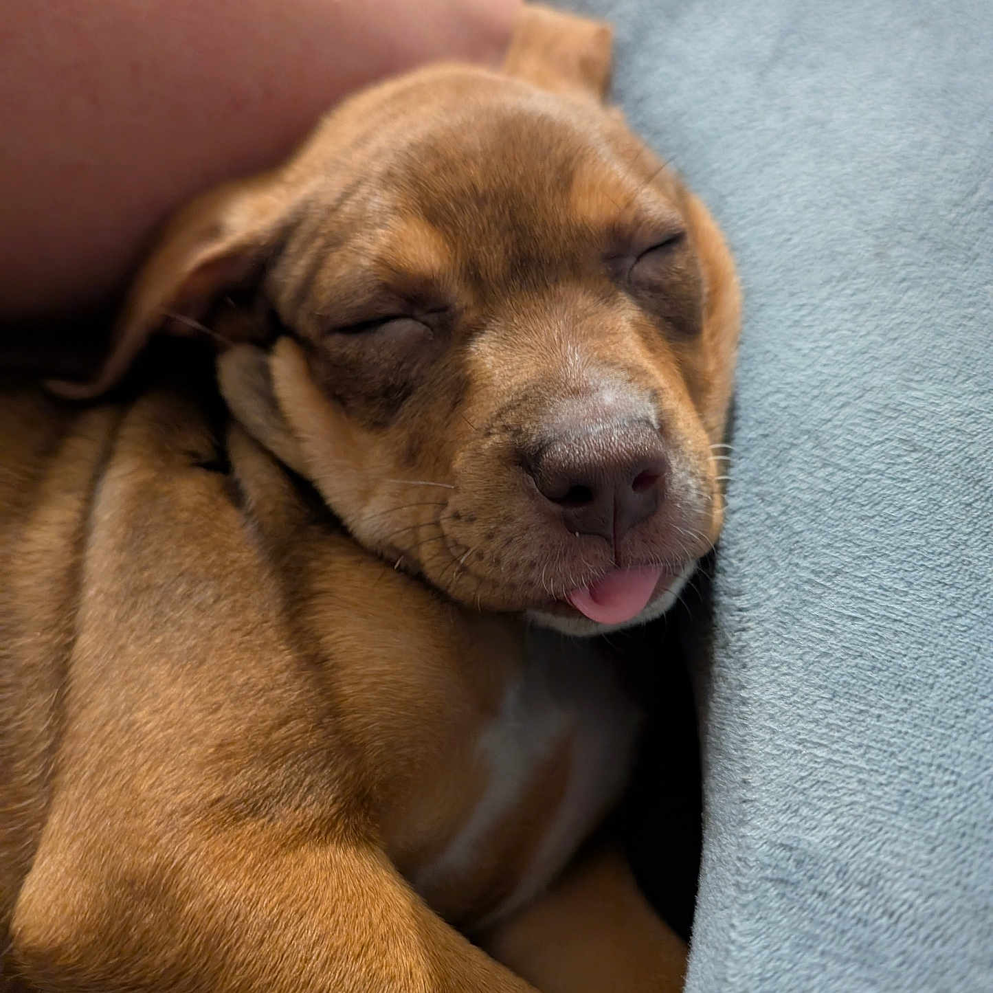 Sky is registered to the contest to win money with this photo: adorable, animal, blanket, brown_fur, close_up, cozy, cute, dog, domestic_animal, fur, human_arm, nap, pet, puppy, relaxed, resting, sleeping, snuggled, soft_texture, tongue_out