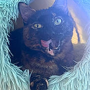 Ashes joined the competition — help win amazing prizes! animal, cat, cat_cave, closeup, cozy, curious, cute, eyes, feline, furry, indoor, paw, pet, playful, portrait, relaxed, soft_texture, tongue_out, tortoiseshell, whiskers