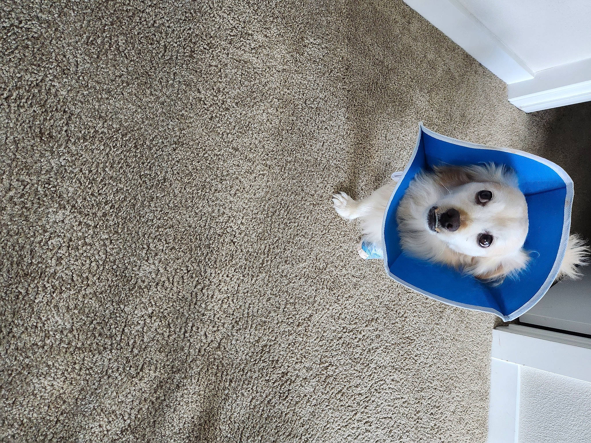 Oliver is registered to the contest to win money with this photo: carnivore, cat, cat_supply, chair, comfort, companion_dog, dog_breed, electric_blue, fawn, felidae, flooring, fur, grey, linens, pattern, paw, small_to_medium_sized_cats, tail, whiskers, wood