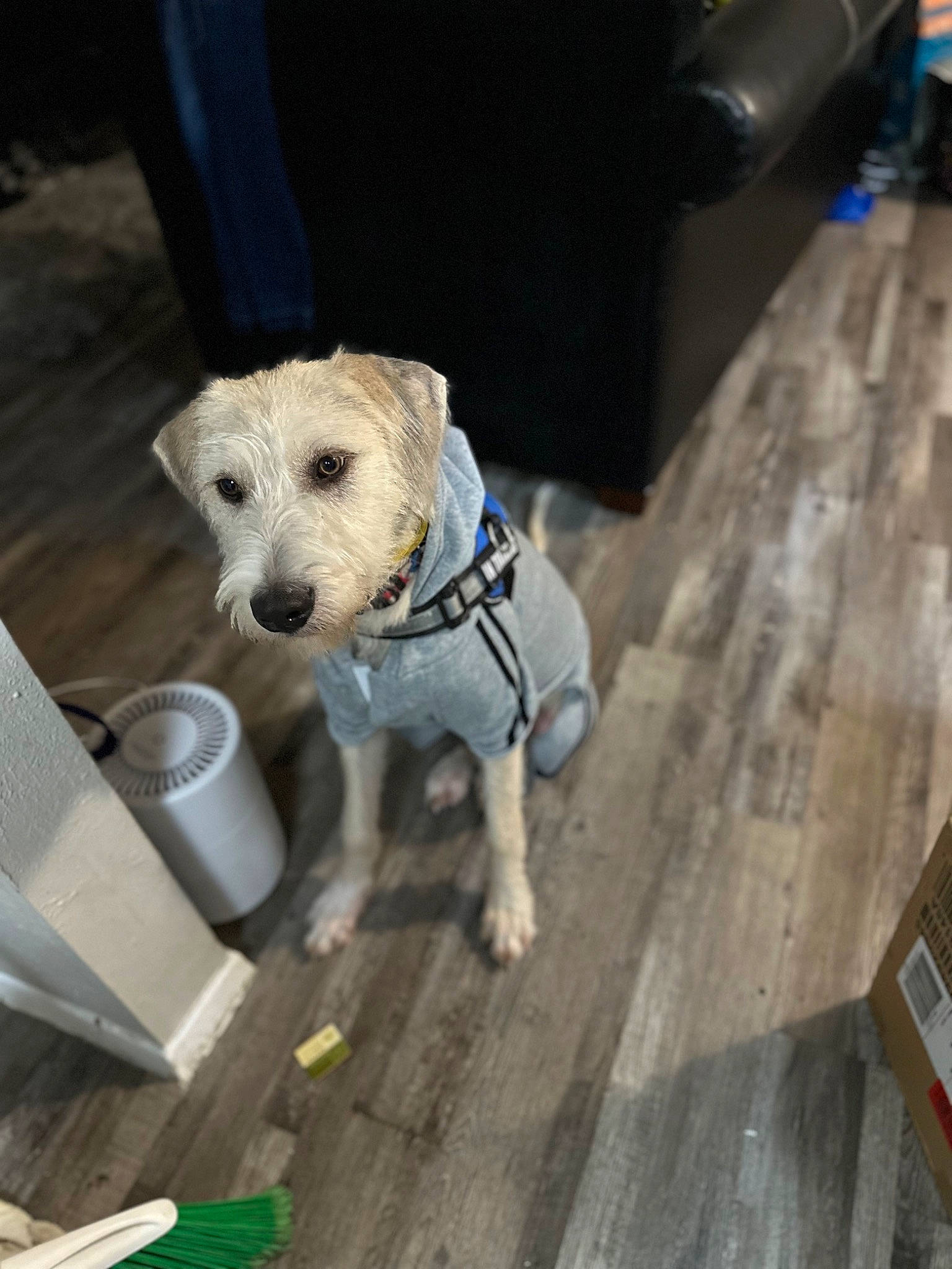 Bentley joined the competition — help win amazing prizes! carnivore, collar, companion_dog, dog, dog_breed, dog_clothes, dog_collar, dog_supply, fashion_accessory, fawn, flooring, hardwood, leash, pet_supply, plank, snout, sporting_group, toy_dog, wood, working_animal