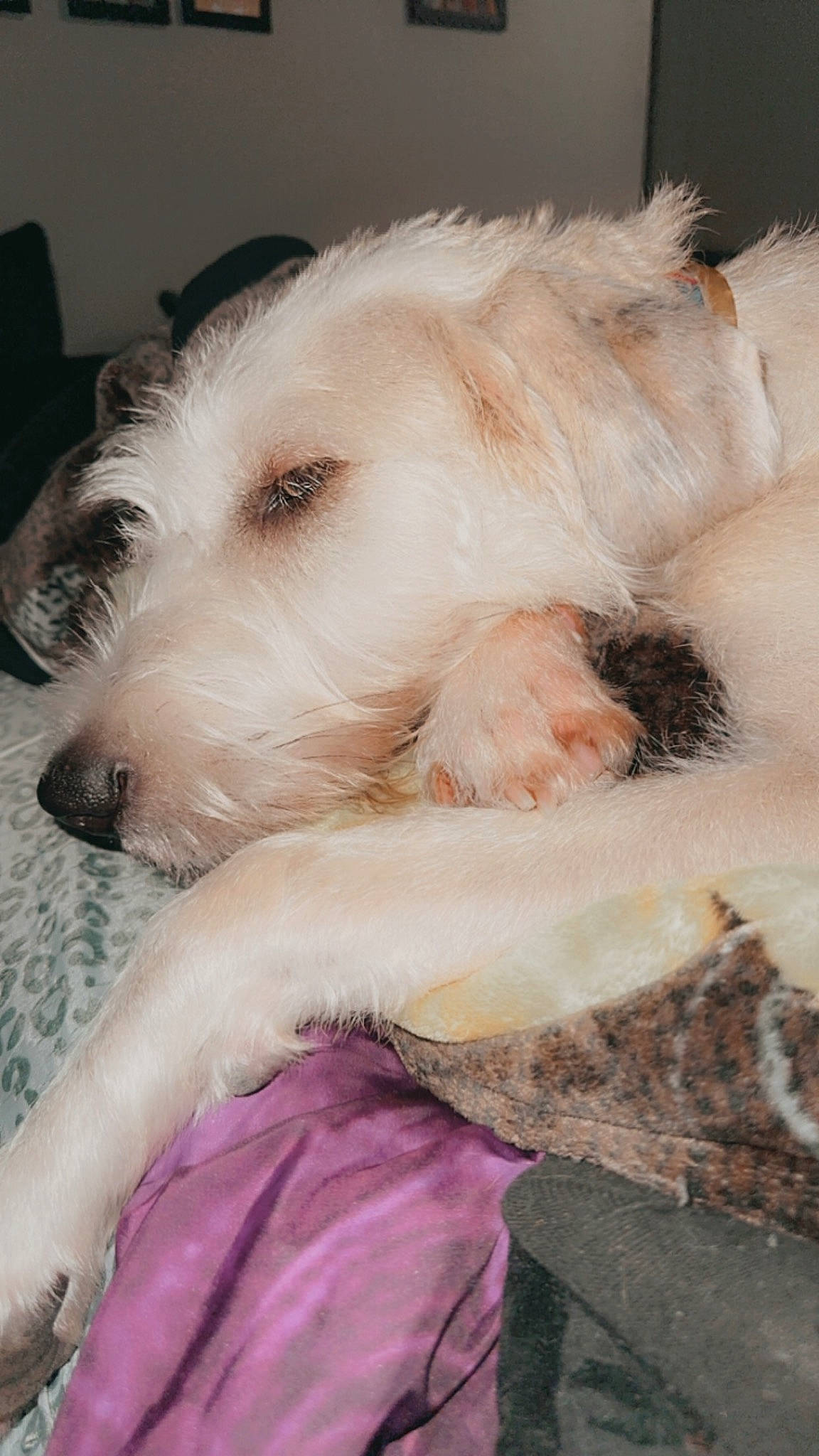 Bentley is registered to the contest to win money with this photo: canidae, carnivore, chair, collar, comfort, companion_dog, dog, dog_breed, dog_collar, dog_supply, fur, paw, pet_supply, small_terrier, snout, sporting_group, tail, terrier, toy_dog, working_animal