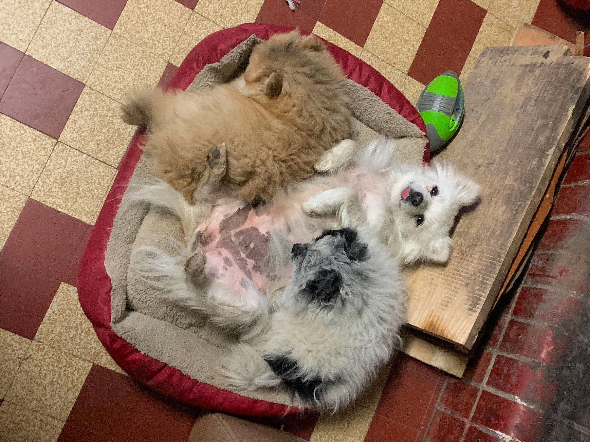 Popsy a rejoint le concours — aidez-le/la à gagner de superbes lots ! canidae, carnivore, cat, cat_supply, comfort, companion_dog, dog_breed, fawn, felidae, flooring, fur, natural_material, paw, pet_supply, puppy, small_to_medium_sized_cats, sporting_group, tail, whiskers, working_animal