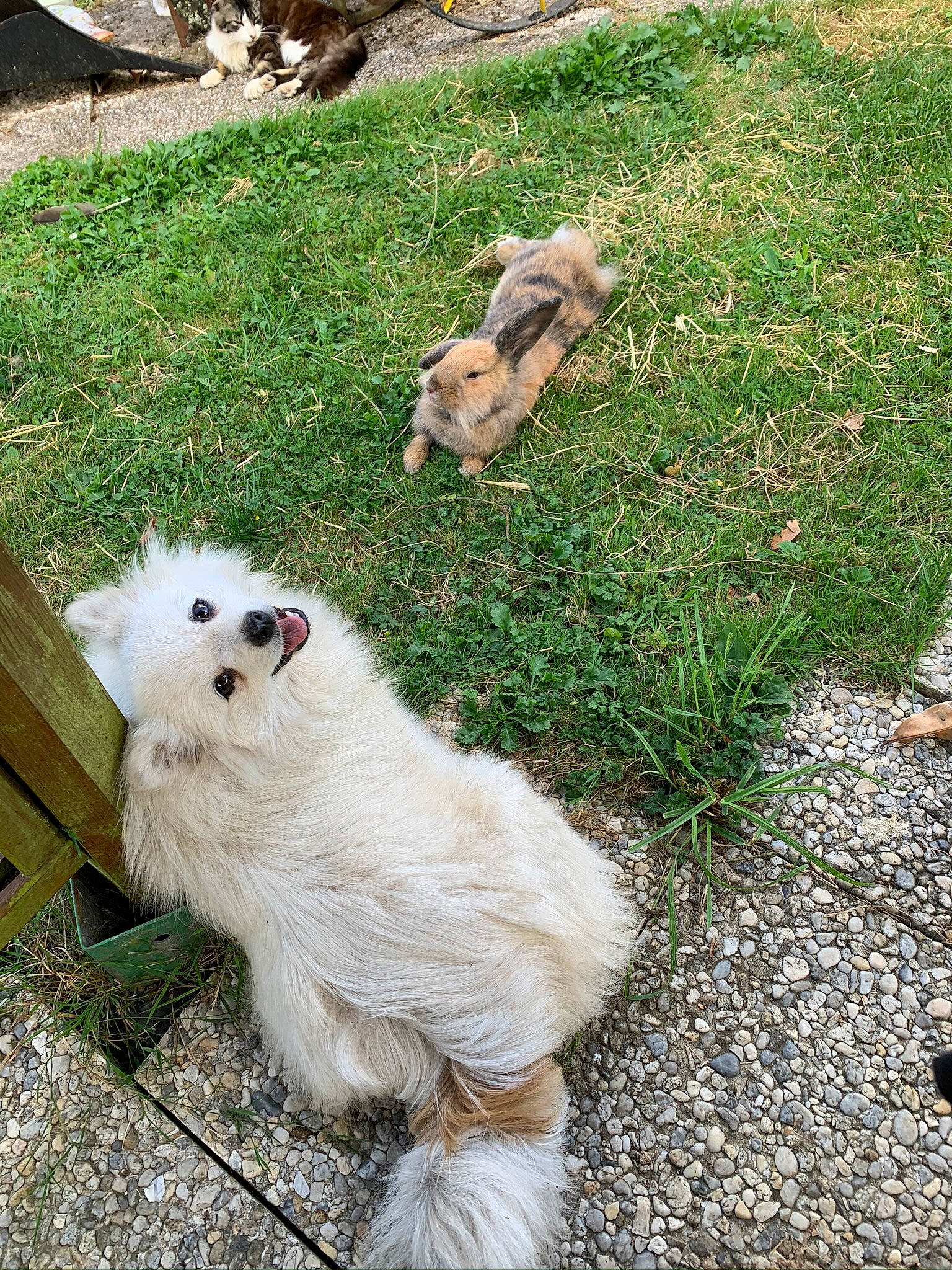 Popsy participe au concours pour gagner de l'argent avec cette photo : canidae, carnivore, companion_dog, dog, dog_breed, fawn, fur, grass, groundcover, maltepoo, plant, snout, sporting_group, tail, terrestrial_animal, terrier, toy_dog, tree, wood, working_animal