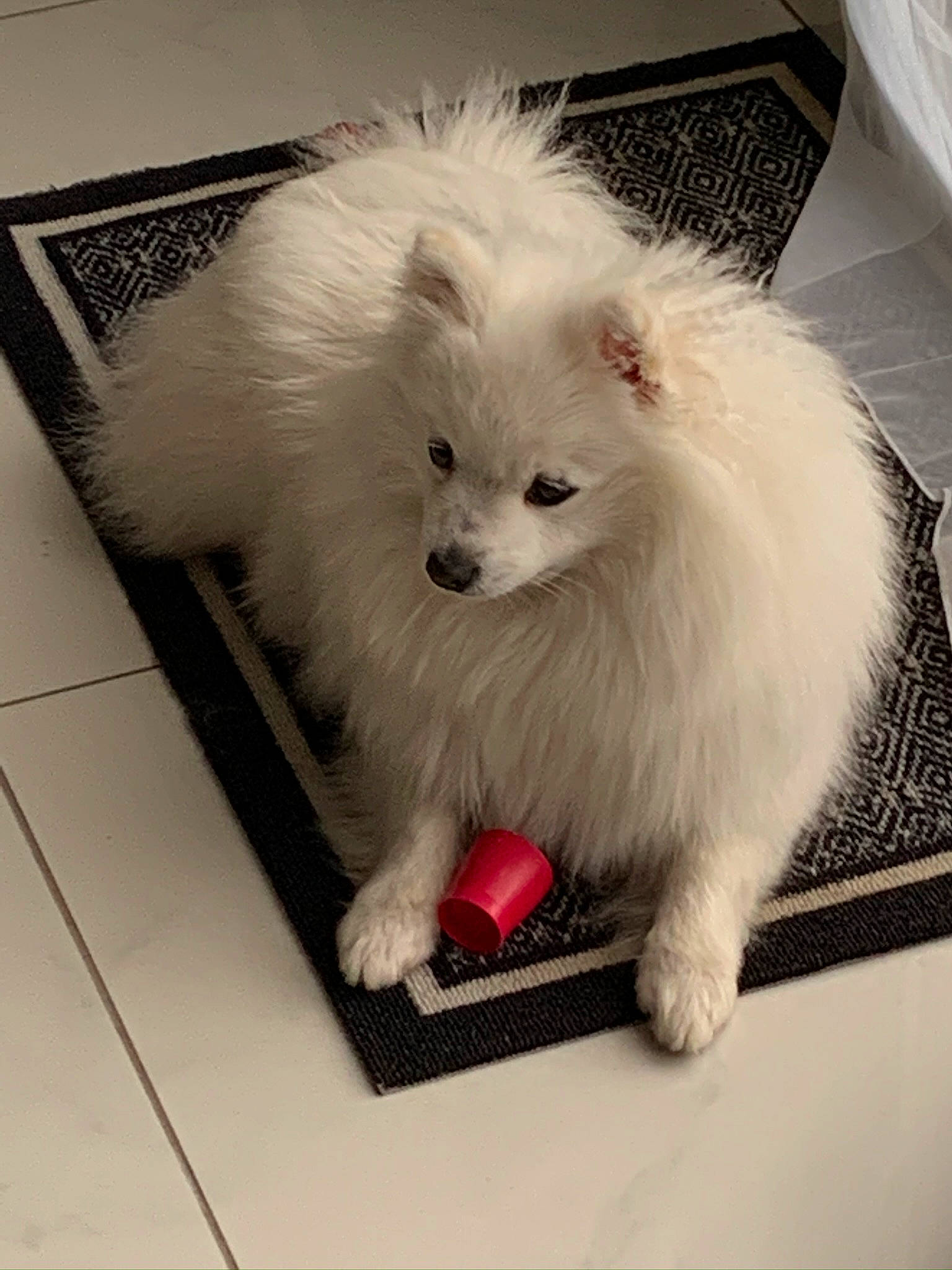 Popsy participe au concours pour gagner de l'argent avec cette photo : american_eskimo_dog, canidae, carnivore, companion_dog, dog, dog_breed, dog_supply, fur, german_spitz, german_spitz_klein, german_spitz_mittel, non_sporting_group, samoyed, snout, spitz, sporting_group, tile_flooring, toy_dog, volpino_italiano, whiskers