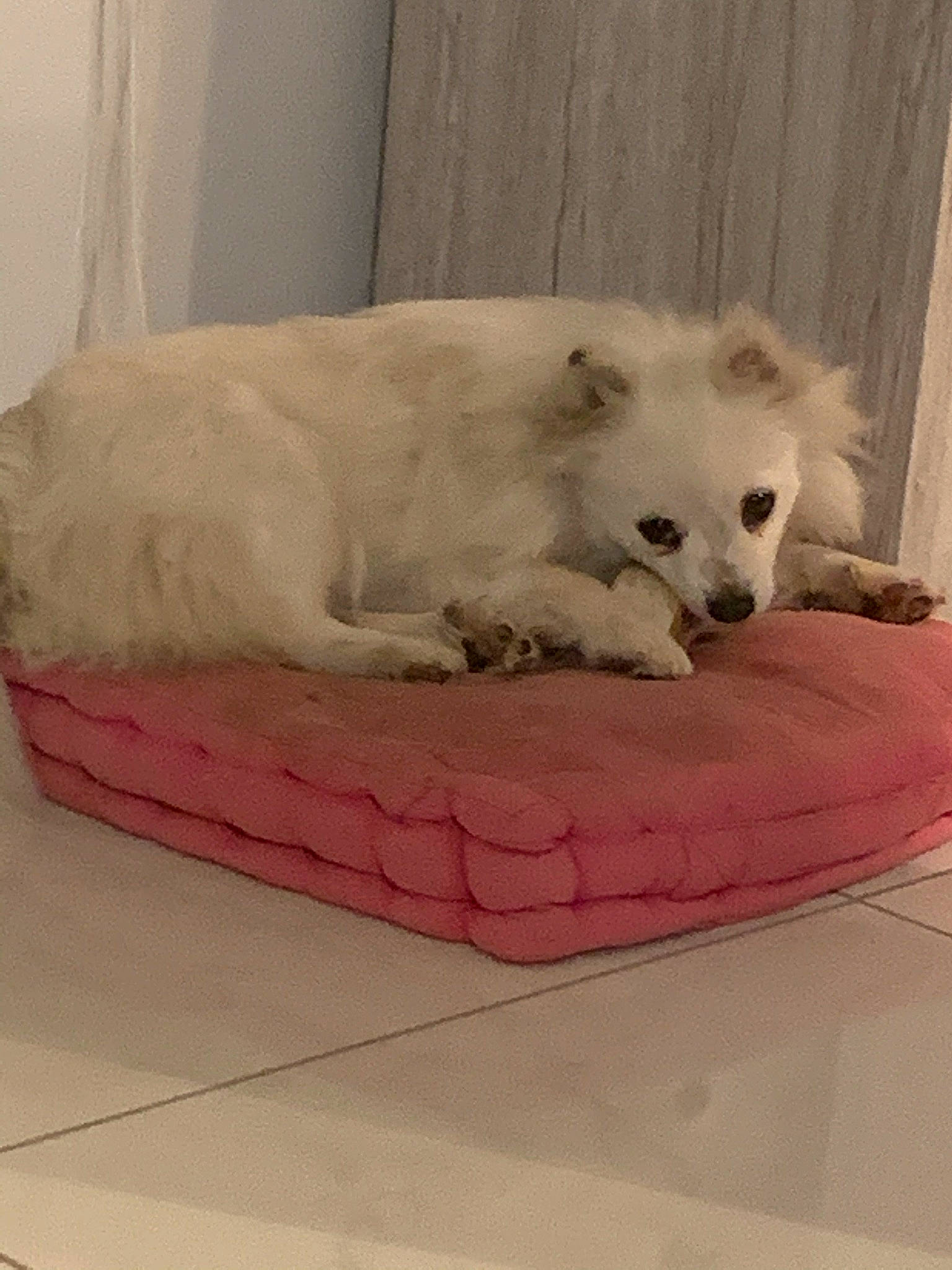 Popsy participe au concours pour gagner de l'argent avec cette photo : american_eskimo_dog, carnivore, comfort, companion_dog, dog, dog_bed, dog_breed, dog_supply, felidae, flooring, fur, german_spitz, german_spitz_mittel, paw, pet_supply, rectangle, spitz, sporting_group, volpino_italiano, whiskers