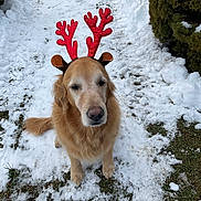 Max joined the competition — help win amazing prizes! dog, golden_retriever, reindeer_antlers, snow, winter, outdoor, pet, animal, canine, festive, costume, cute, grass, path, bushes, nature, fur, sitting, holiday, calm
