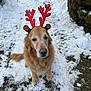dog, golden_retriever, reindeer_antlers, snow, winter, outdoor, pet, animal, canine, festive, costume, cute, grass, path, bushes, nature, fur, sitting, holiday, calm