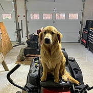 Jack is registered to the contest to win money with this photo: golden_retriever, dog, pet, sitting, riding_mower, lawn_mower, garage, workshop, indoor, seat, golden_fur, attentive, portrait, machinery, concrete_floor, windows, tool_chest, cup_holder, paws, gaze