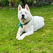 Casper is registered to the contest to win money with this photo: dog, white_dog, bandana, collar, grass, lawn, outdoor, pet, canine, resting, garden, greenery, fence, nature, animal, summer, daylight, ears, snout, muzzle