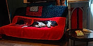 Ulk participe au concours pour gagner de l'argent avec cette photo : dog, cat, couch, red_blanket, indoor, table, package, sleeping, pet, animal, floor, wooden_floor, furniture, quiet, resting, cozy, black_cat, black_white_dog, patterned_blanket, dim_light