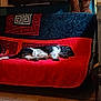 dog, cat, couch, red_blanket, indoor, table, package, sleeping, pet, animal, floor, wooden_floor, furniture, quiet, resting, cozy, black_cat, black_white_dog, patterned_blanket, dim_light