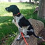 Ulk a rejoint le concours — aidez-le/la à gagner de superbes lots ! dog, black_and_white, orange_leash, orange_collar, sitting, tree_trunk, grass, park, outdoor, shade, sunlight, leafy, nature, canine, pet, suburban, quiet, alert, animal, daytime