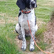 Ulk a rejoint le concours — aidez-le/la à gagner de superbes lots ! dog, black_and_white, sitting, leash, grass, outdoor, nature, collar, pet, animal, greenery, canine, fur, ears, snout, eyes, ground, park, daytime, watchful