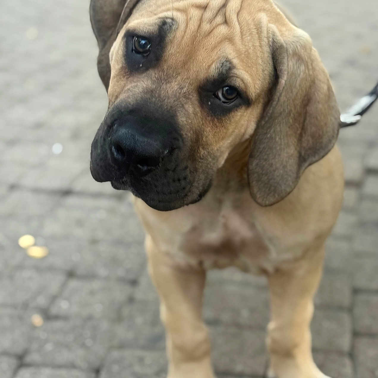 Peter Gad is registered to the contest to win money with this photo: adorable, animal, brown_fur, canine, close_up, curious, dog, domestic_animal, ears, face, four_legs, leash, mammal, outdoor, pavement, pet, puppy, standing, wrinkled_forehead, young_dog