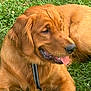 dog, golden_retriever, pet, canine, grass, outdoor, animal, mammal, tongue, fur, collar, lying_down, nature, friendly, summer, playful, cute, companion, domestic, happy