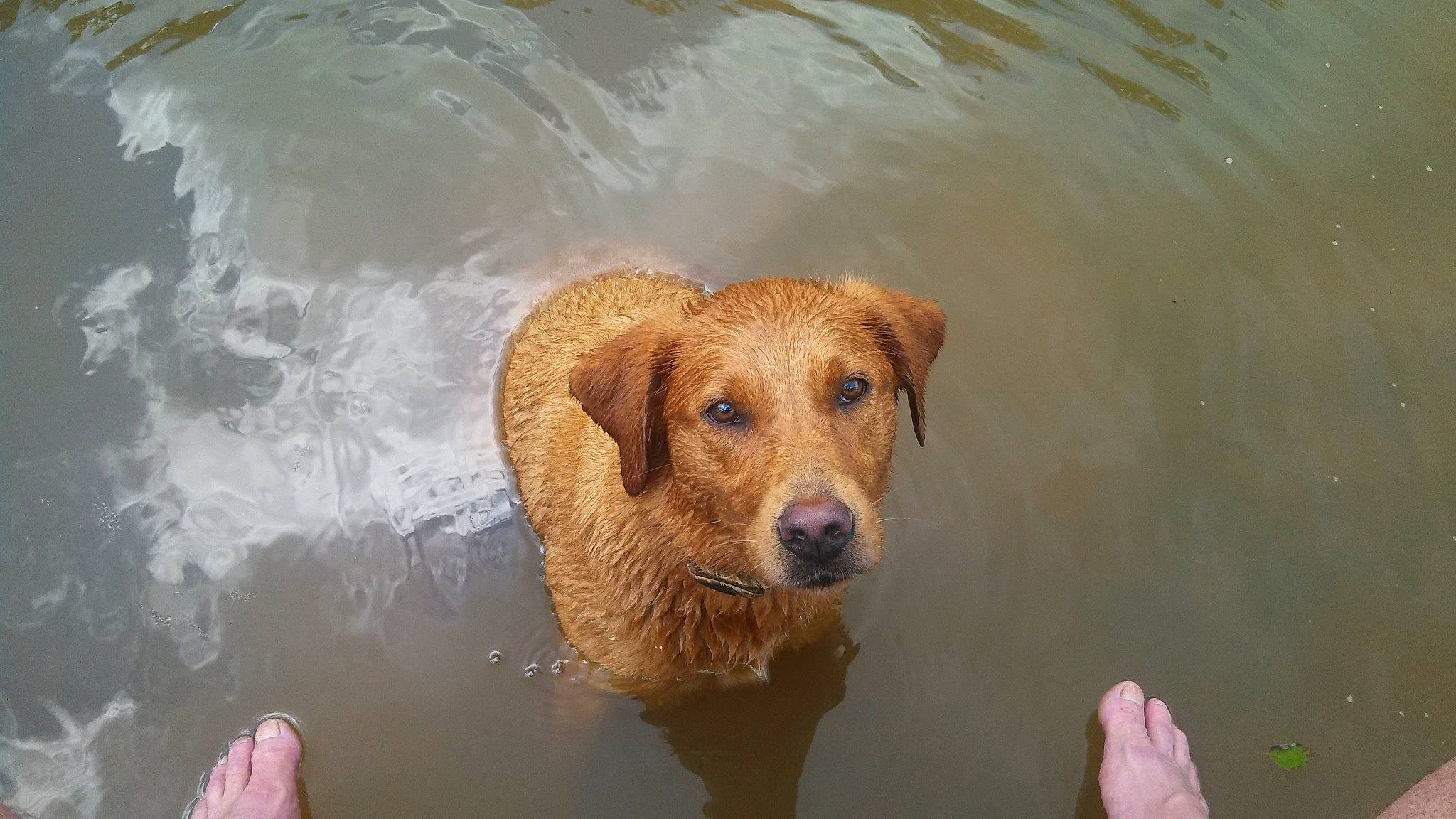 Emma Lou joined the competition — help win amazing prizes! bathing, canidae, carnivore, companion_dog, dog, dog_breed, fawn, fun, gun_dog, hunting_dog, labrador_retriever, lake, liver, retriever, snout, sporting_group, water, wind_wave, working_animal