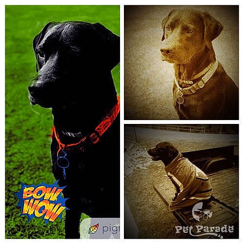 Griff joined the competition — help win amazing prizes! adaptation, canidae, carnivore, companion_dog, dog, dog_breed, dog_collar, golden_retriever, hunting_dog, labrador_retriever, photo_caption, photography, pointing_breed, puppy, retriever, snout, sporting_group, vizsla, weimaraner