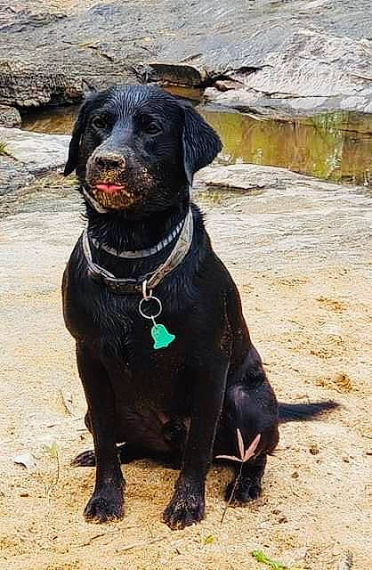 Griff is registered to the contest to win money with this photo: adventure, canidae, carnivore, dog, dog_breed, hunting_dog, labrador_retriever, mammal, patterdale_terrier, rare_breed_dog, retriever, sporting_group, vertebrate