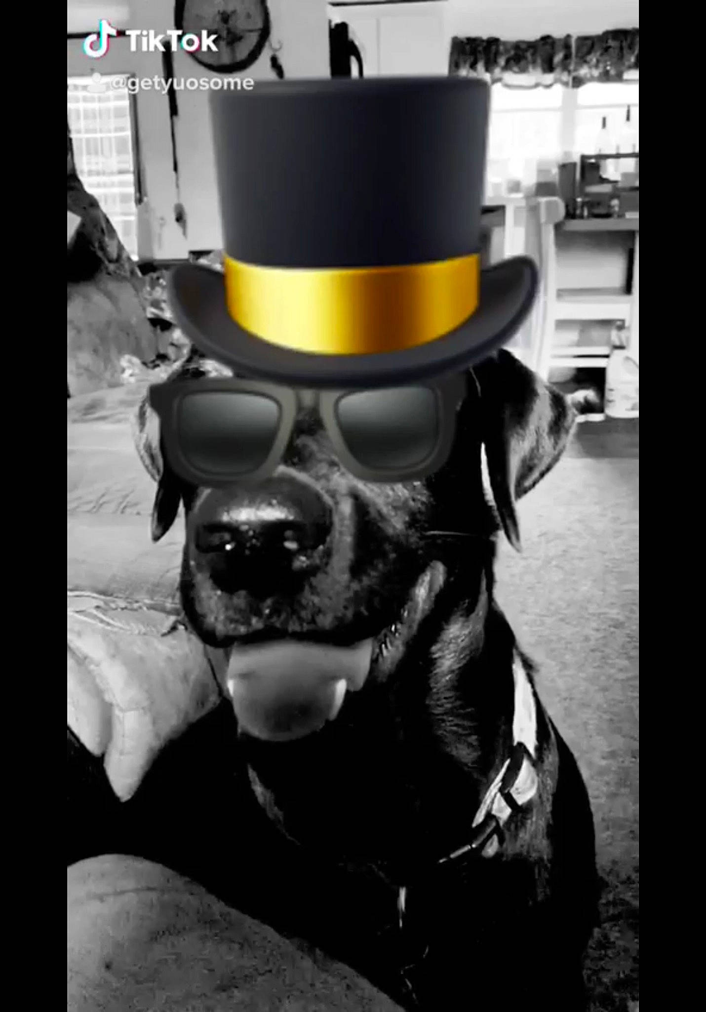 Griff is registered to the contest to win money with this photo: carnivore, collar, companion_dog, costume_hat, dog, dog_breed, dog_collar, eyewear, fashion_accessory, fictional_character, font, fur, gas, monochrome_photography, personal_protective_equipment, snout, stock_photography, toy, whiskers, working_animal