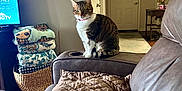 Ellie B is registered to the contest to win money with this photo: basket, blanket, cat, couch, cozy, decor, door, furniture, indoor, living_room, pet, quilted_blanket, relaxing, sitting, sleeping, tabby_cat, television, wall_art, white_cat, wooden_floor