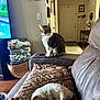 basket, blanket, cat, couch, cozy, decor, door, furniture, indoor, living_room, pet, quilted_blanket, relaxing, sitting, sleeping, tabby_cat, television, wall_art, white_cat, wooden_floor