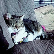 Ellie B joined the competition — help win amazing prizes! animal, cat, comfort, couch, cozy, cute, domestic, feline, fur, home, indoor, pet, pillow, quilted_blanket, relaxed, resting, sleeping, stuffed_animal, tabby, whiskers