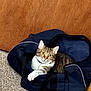 animal, carpet, cat, closeup, collar, cozy, curious, domestic, door, duffel_bag, feline, fur, home, indoor, paw, pet, relaxed, resting, striped, tabby