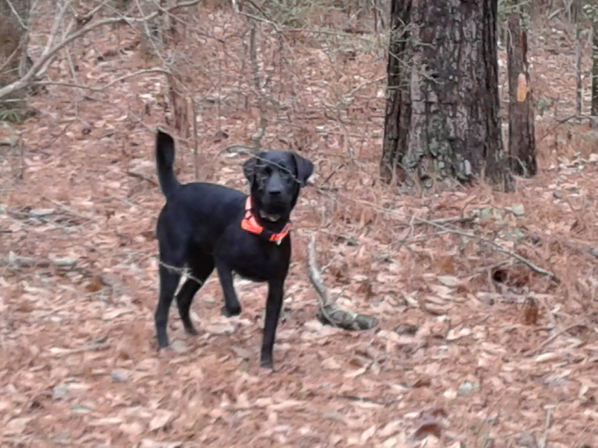 Sir Griffles joined the competition — help win amazing prizes! canidae, carnivore, dog, dog_breed, flat_coated_retriever, guard_dog, hunting_dog, labrador_retriever, mammal, montenegrin_mountain_hound, patterdale_terrier, pointing_breed, rare_breed_dog, sporting_group, terrier, vertebrate, working_dog